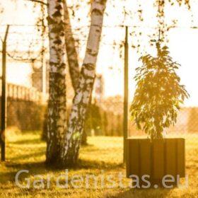 Taimepott BRNO 46l Taimepotid 2 Taimepott BRNO 46l Taimepotid Gardenistas.eu 2