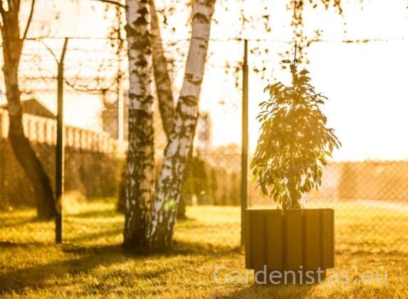 Taimepott BRNO 46l Taimepotid 2 Taimepott BRNO 46l Taimepotid Gardenistas.eu 2