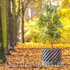 Taimepott SPLIT 80l Taimepotid 2 Taimepott SPLIT 80l Taimepotid Gardenistas.eu 2