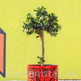 Taimepott MALAGA 46l Taimepotid 2 Taimepott MALAGA 46l Taimepotid Gardenistas.eu 2